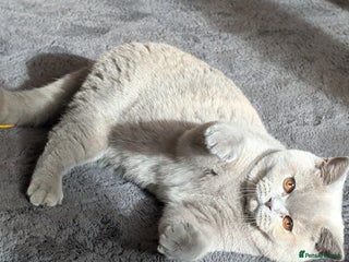 British Shorthair cats - Advert 2