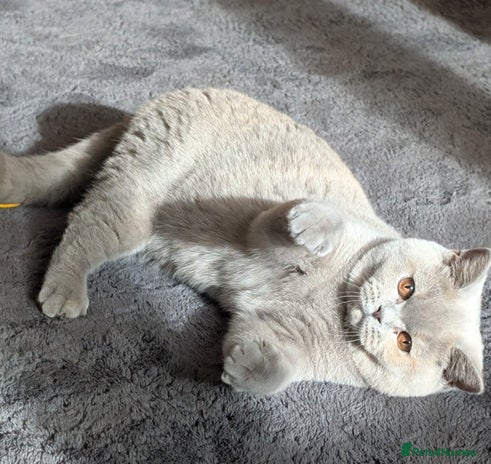 British Shorthair cats - Advert 2