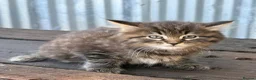 Maine Coon cats for sale: Stunning Maine coon x kitten  - Advert 16