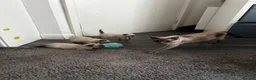 Siamese cats for sale: Stunning Siamese kittens  - Advert 16