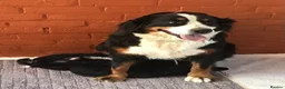 Bernedoodle dogs for sale: AMAZING BERNEDOODLE PUPPIES - Advert 2