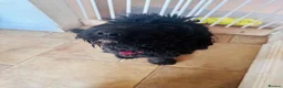 Mixed Breed dogs for sale: Mario, 2 year old energetic Labradoodle. READ! in King's Lynn - Advert 3