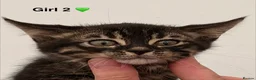 Bengal cats for sale: 🖤🧡🐆4 bengal girls 🐆🧡🖤 - Advert 11