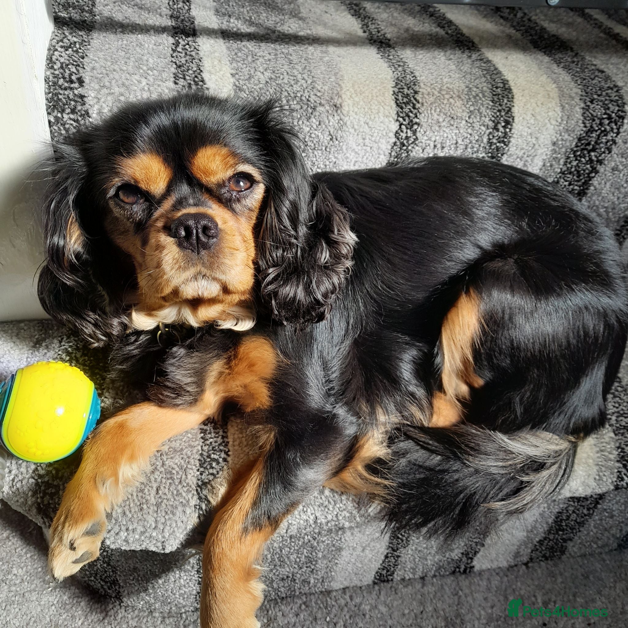 Cavalier King Charles Spaniel dogs Cavalier king charles - Advert 1