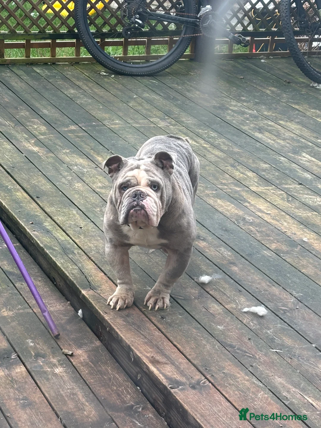 Old Tyme Bulldog dogs for sale: 5 year old male bulldog needing a new home  - Advert 3