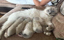 Ragdoll cats for sale: Gorgeous ragdoll kittens - Image 7