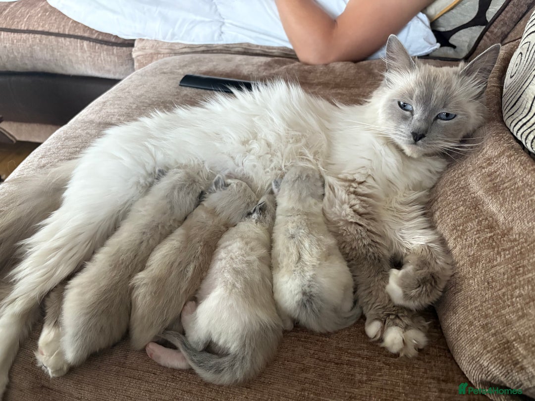 Ragdoll cats for sale: Gorgeous ragdoll kittens - Image 7