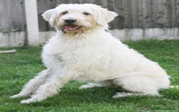 Labradoodle dogs for sale: Labradoodle 12th+ generation  - Image 9