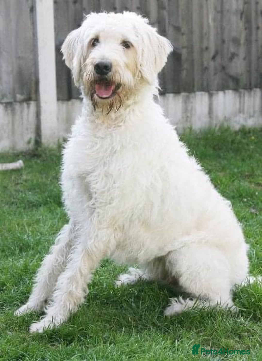 Labradoodle dogs for sale: Labradoodle 12th+ generation  - Image 9