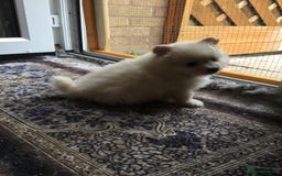 Pomeranian dogs for sale: Pure Pomeranian Puppies - Image 14