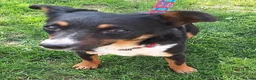 Mixed Breed dogs for adoption: Fran – Small Mixed Breed, 2 Years Old  - Advert 3