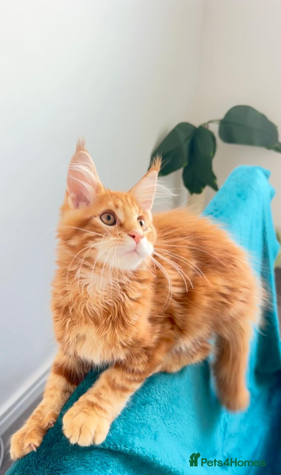 Maine Coon cats Pure breed XXL Maine Coon kittens  - Advert 3