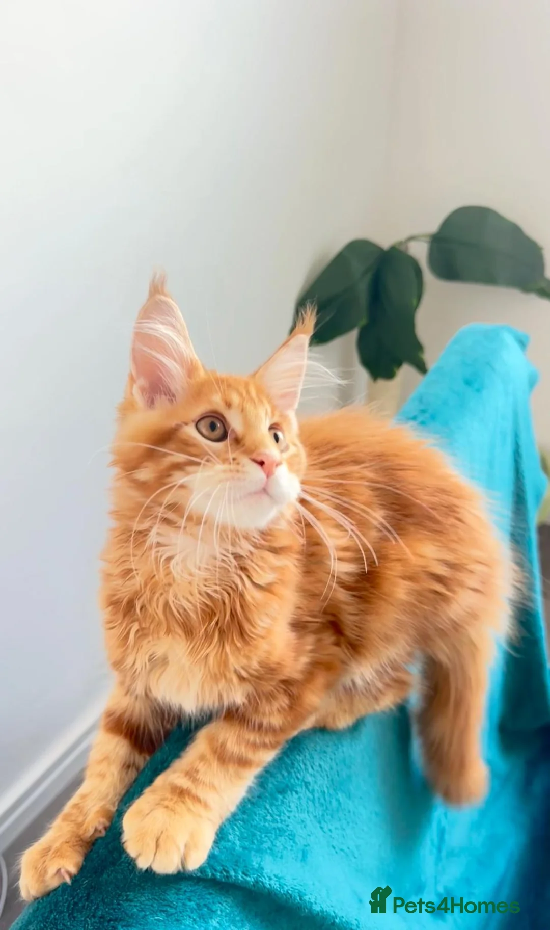 Maine Coon cats for sale: Pure breed XXL Maine Coon kittens  - Advert 1