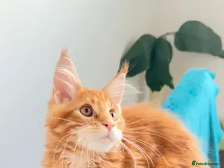 Maine Coon cats Pure breed XXL Maine Coon kittens - Advert 3