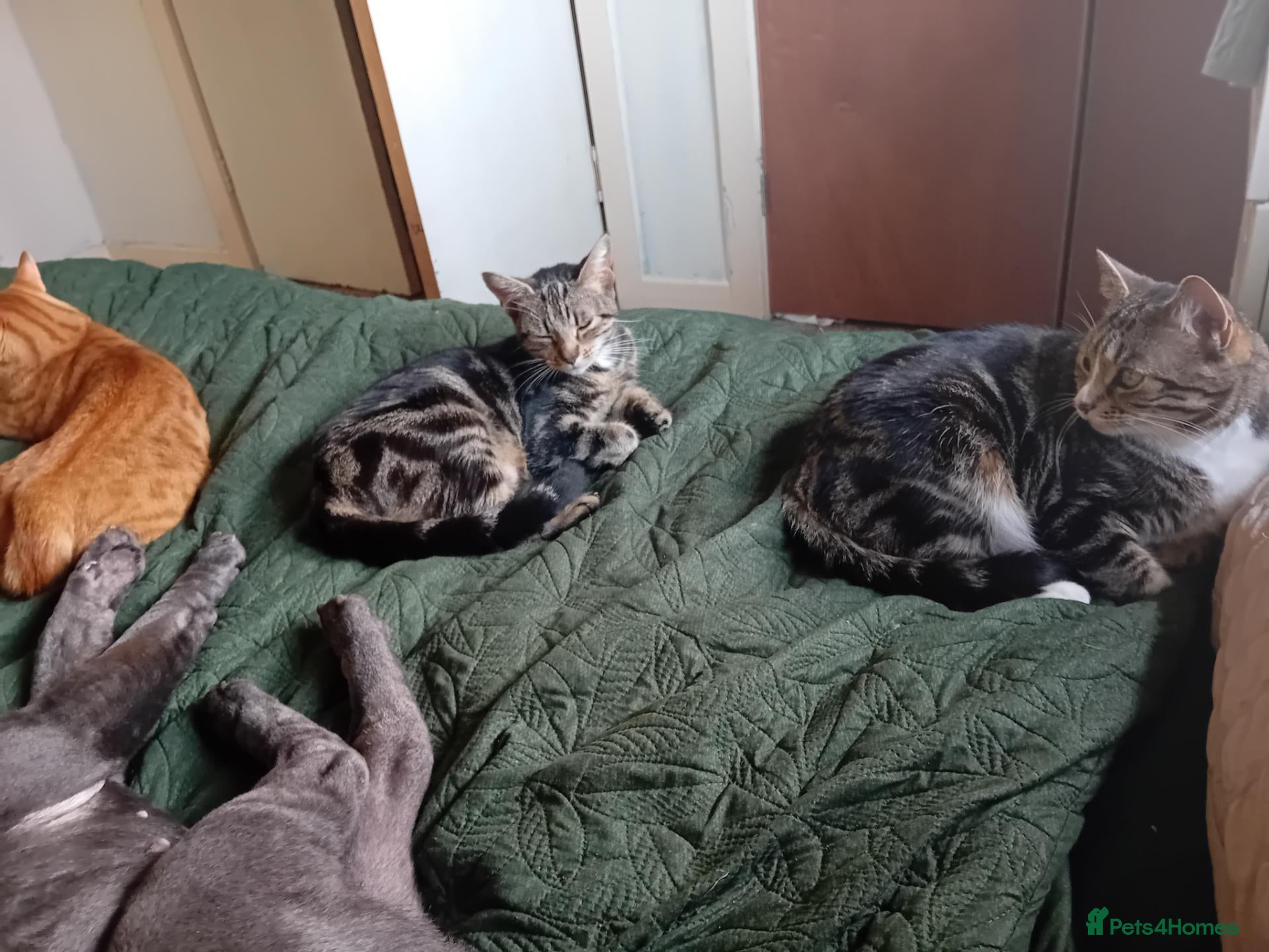 Mixed Breed cats Half bengal kittrns One boy left  - Advert 1