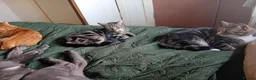 Mixed Breed cats for sale: Half bengal kittrns One boy left  in Clydebank - Advert 1