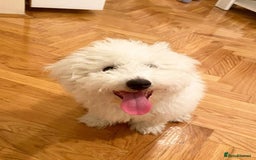 Bichon Frise dogs for sale: Bichon Frise Boy Need A New Home - Image 3