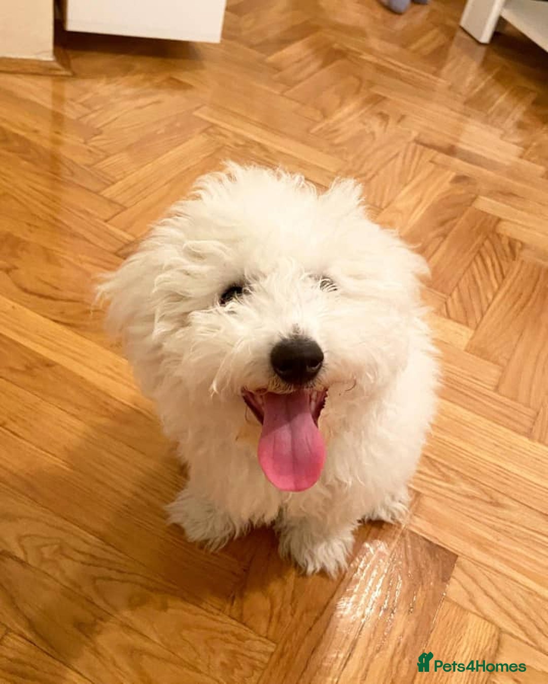 Bichon Frise dogs for sale: Bichon Frise Boy Need A New Home - Image 3