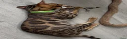 Bengal cats for sale: Young TICA Bengal boys seeking their families - Advert 7