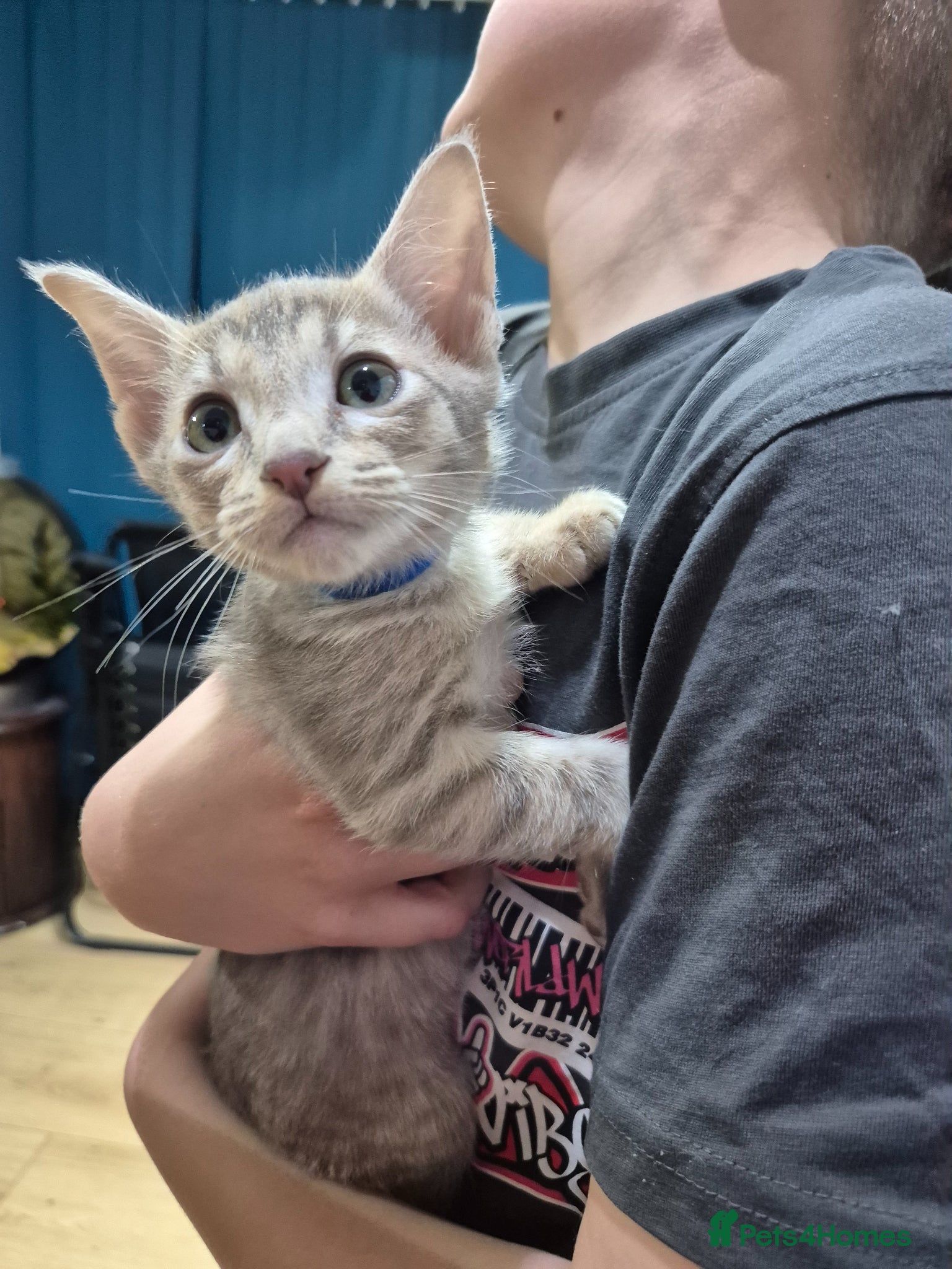 Serengeti cats Seringetti kittens  - Advert 1