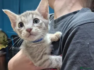 Serengeti cats Seringetti kittens - Advert 1