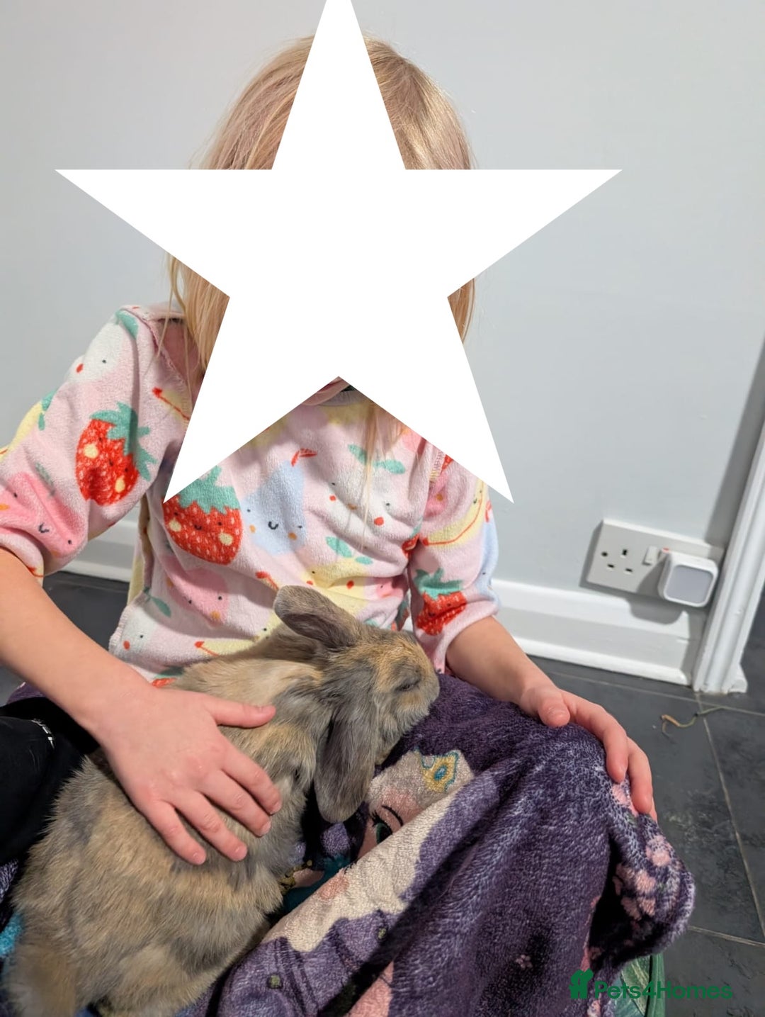 Mixed Breed rabbits for sale: 2x Mini Lop Cross Boys - Advert 5