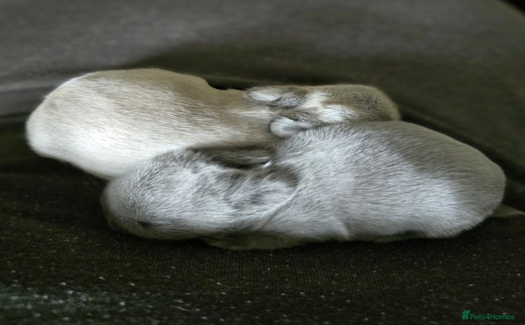 Netherland Dwarf rabbits - Advert 1