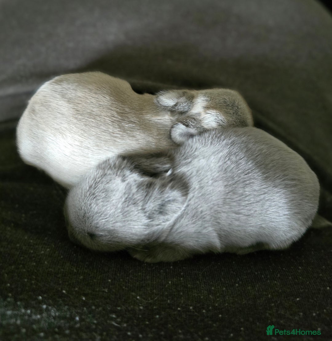 Netherland Dwarf rabbits for sale: Netherland Dwarfs bunnys  - Image 1