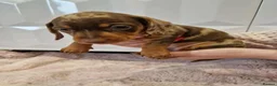 Miniature Dachshund dogs for stud: Proven KCReg Chocolate & Tan Dapple Dachshund Stud - Advert 14
