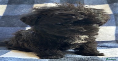 Maltipoo dogs - Advert 15