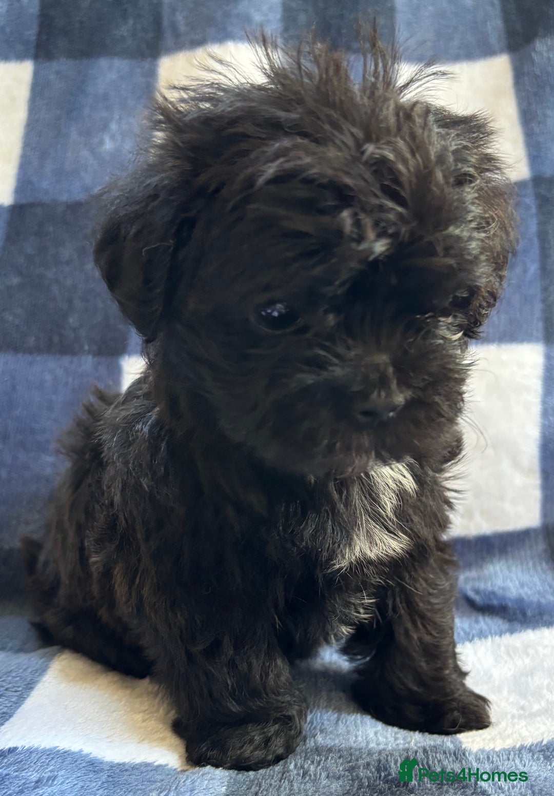 Maltipoo dogs for sale: Stunning Maltipoo Puppies ⭐️ DNA Tested ⭐️ - Image 21