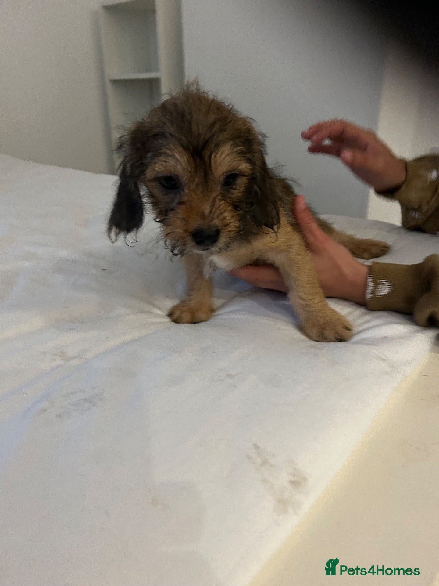 Mixed Breed dogs Cute playful crazy pups - Advert 2