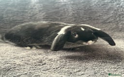 Mini Lop rabbits for sale: 2 female lop bunnies  - Image 3