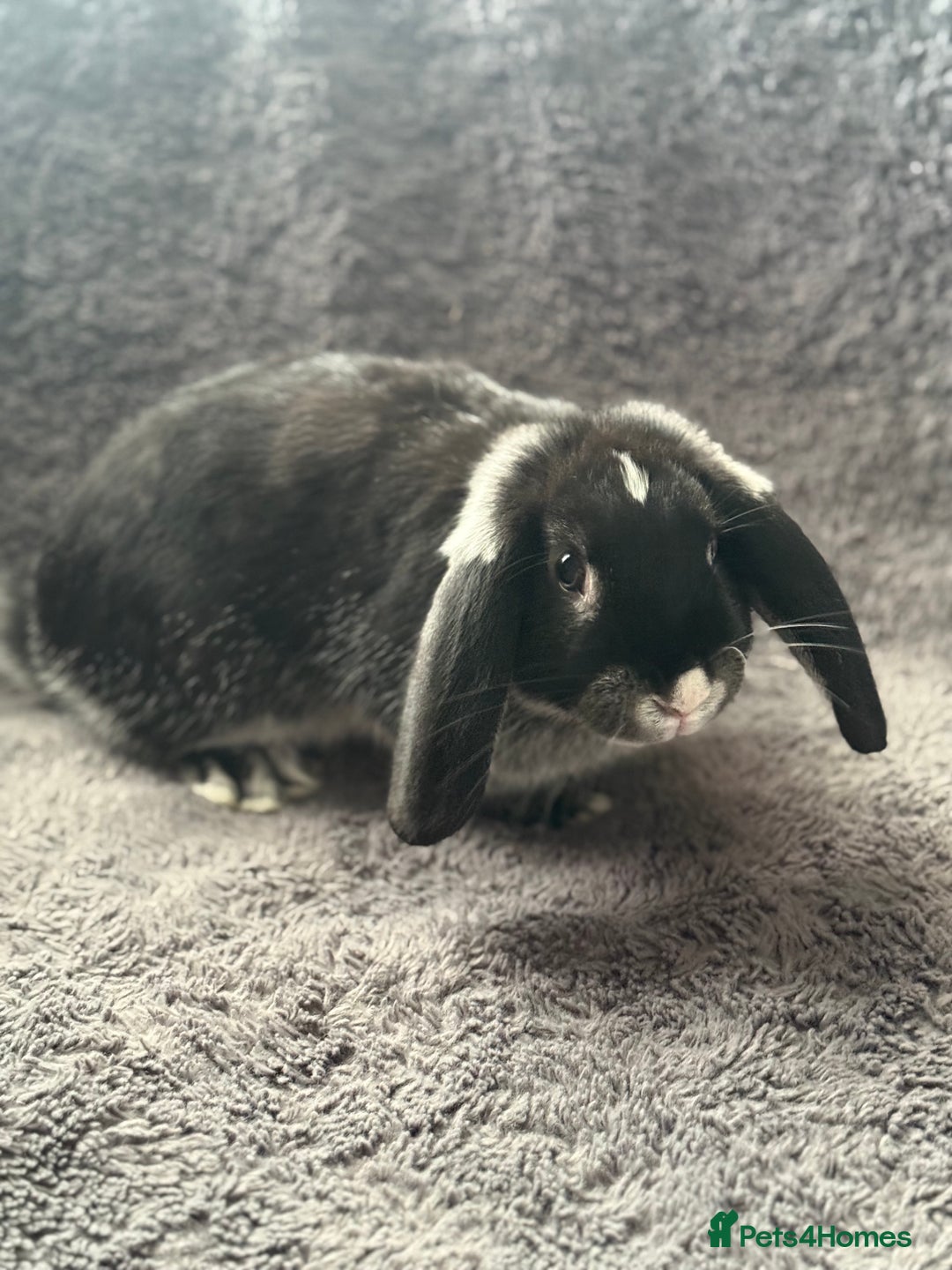 Mini Lop rabbits for sale: 2 female lop bunnies  - Image 3