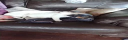 Jack Russell dogs for sale: Gorgeous boy Jack Russell pup in Denny - Advert 3