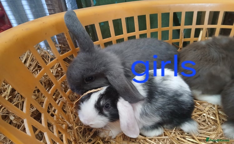 Mini Lop rabbits - Advert 3