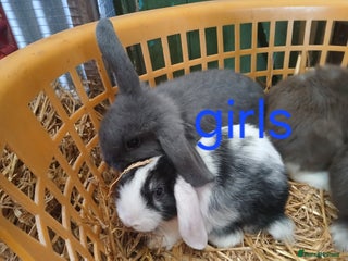 Mini Lop rabbits for sale - Advert 1