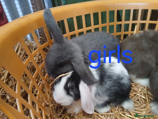 Mini Lop rabbits - Advert 3