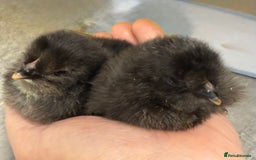 Chickens poultry for sale: Fertile hatching eggs available. One day old chick - Image 1