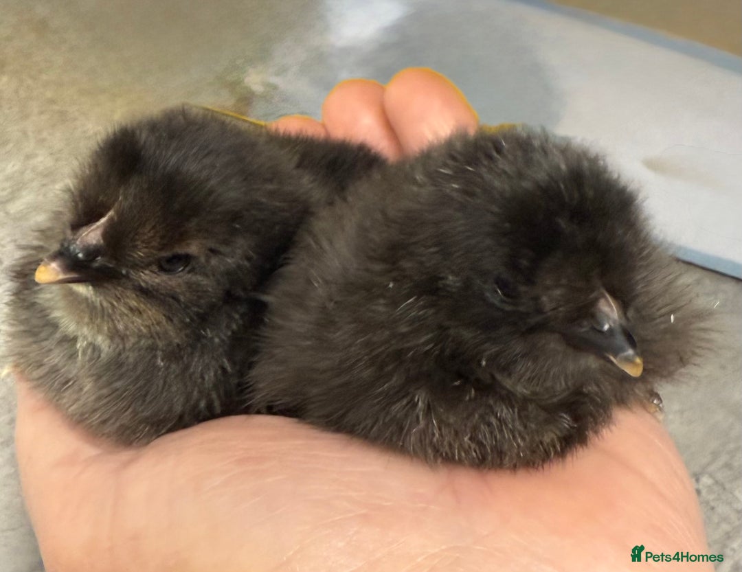 Chickens poultry for sale: Fertile hatching eggs available. One day old chick - Image 1