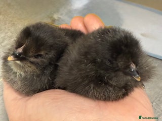 Chickens poultry - Advert 10