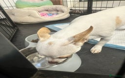Chihuahua dogs for sale: ben🤍🤍 - Image 4