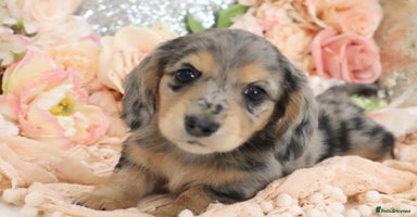 Miniature Dachshund dogs - Advert 6