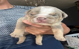English Bulldog dogs for sale: English bulldog bible John lines  - Image 4