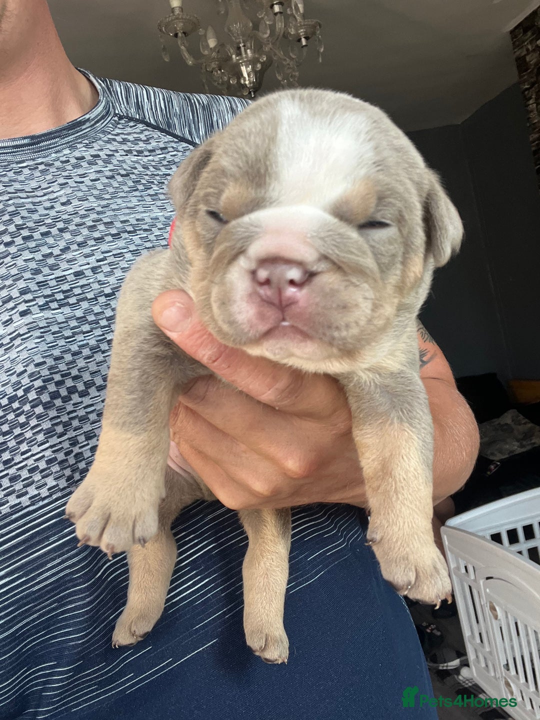 English Bulldog dogs for sale: English bulldog bible John lines  - Image 4
