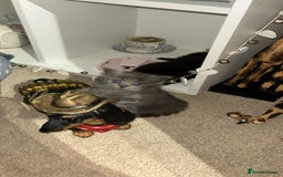 British Shorthair cats for sale: 1 Gorgeous Black kitten Remaining - Image 6