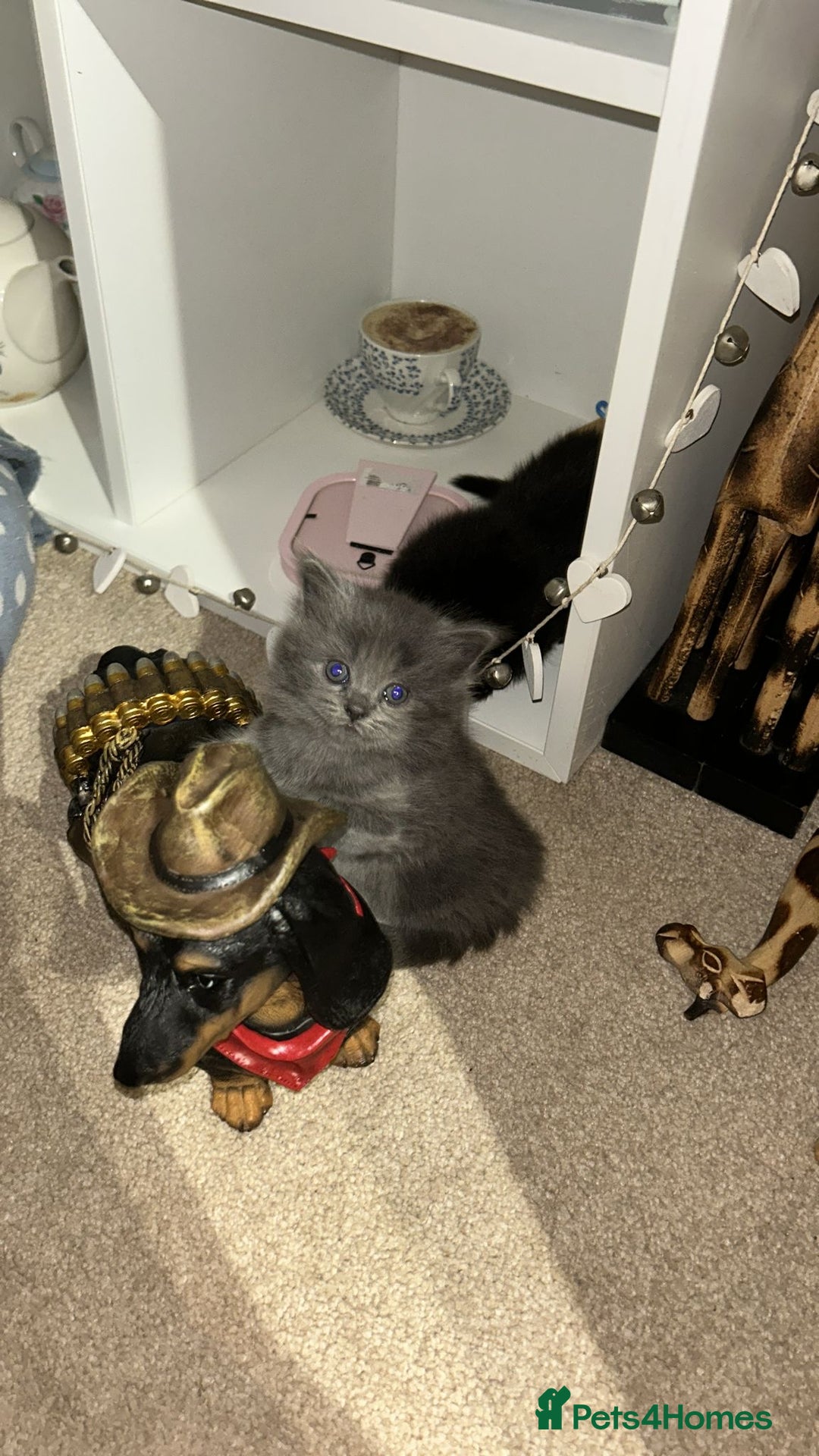 British Shorthair cats for sale: 1 Gorgeous Black kitten Remaining - Image 6