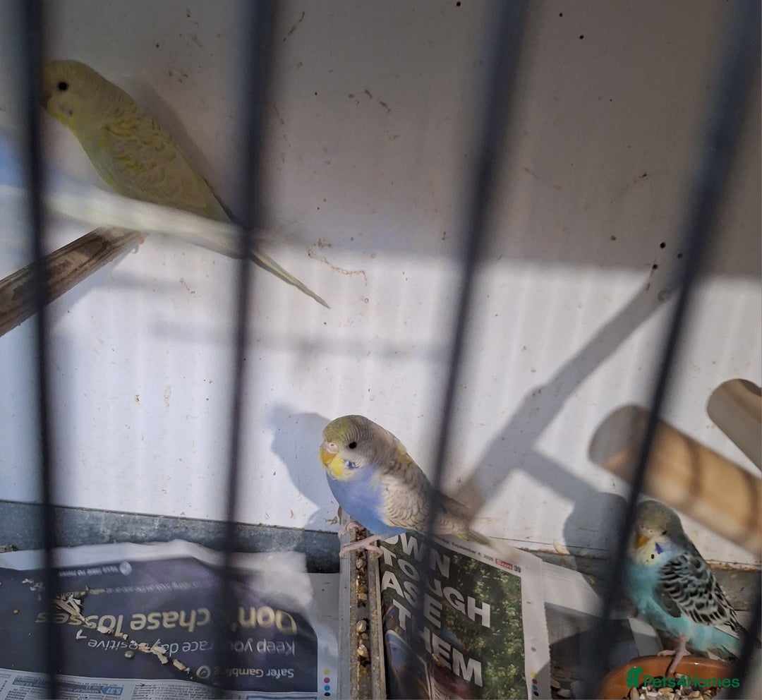 Budgerigars birds for sale: Budgies for sale ,  9 weeks +  - Advert 6