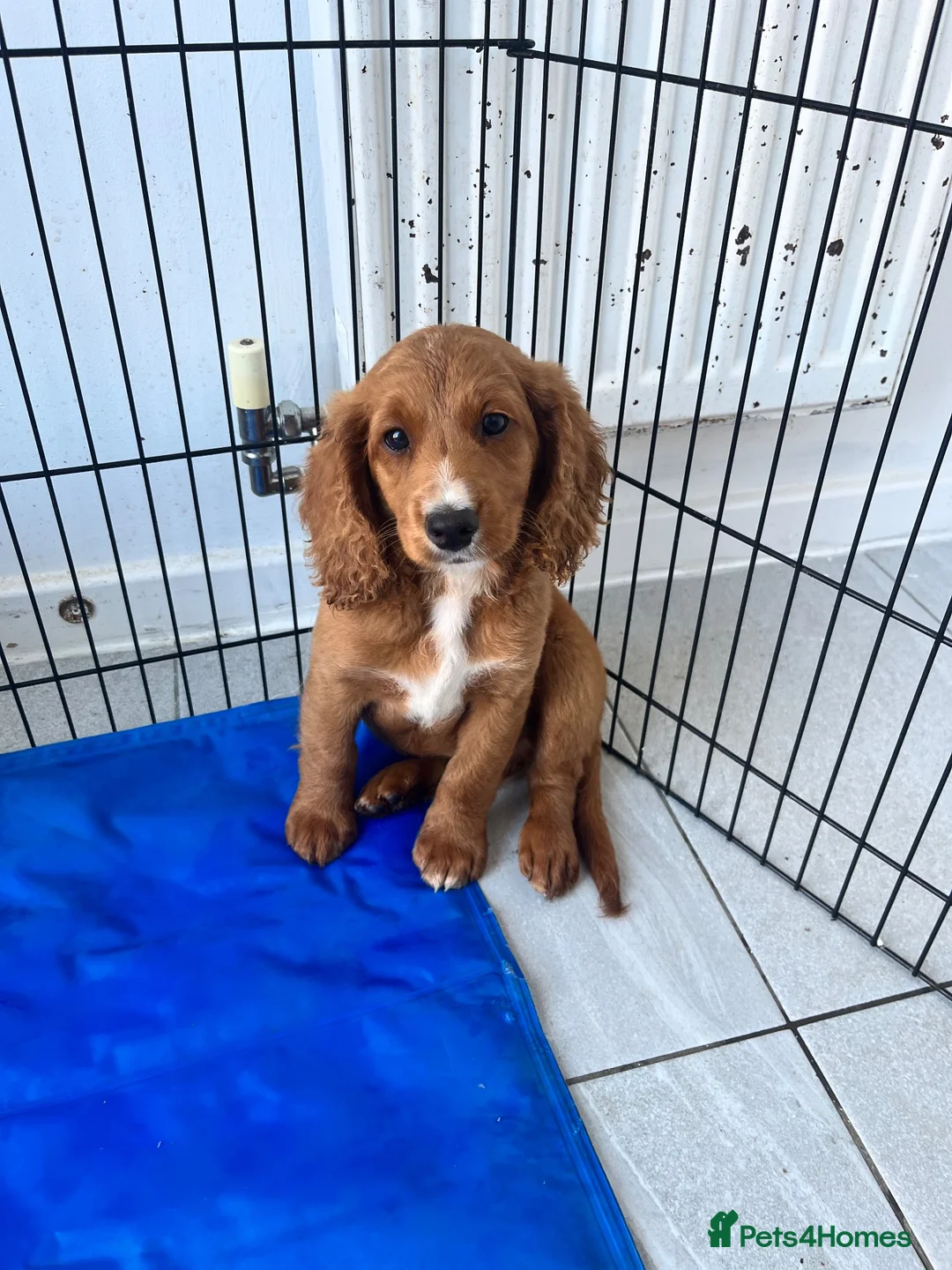 Cockapoo dogs for sale: Beautiful Cockapoo Girl  - Advert 2