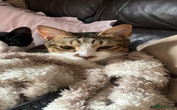 Arabian Mau cats for adoption: Pablo the terrible! - Image 2